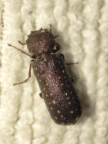 Lichenophanes numida