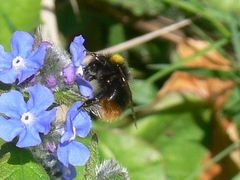 Bombus pratorum