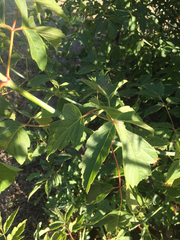 Acer negundo californicum