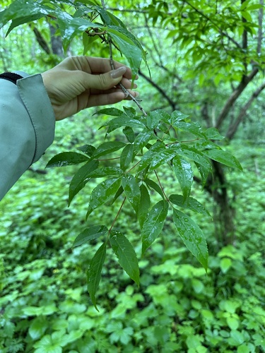 Acer mandshuricum, photograph 6