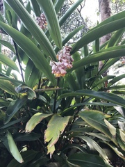Alpinia nutans