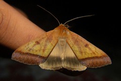 Ophiusa trapezium