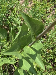 Rudbeckia texana