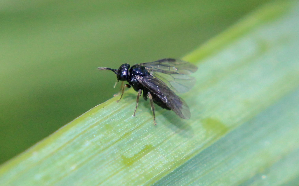 elm leafminer