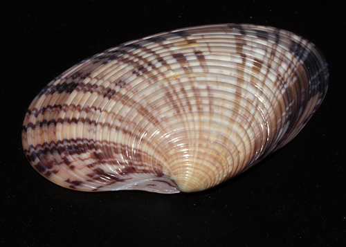 Callista planatella observed 2024-06-01