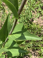 Rudbeckia texana