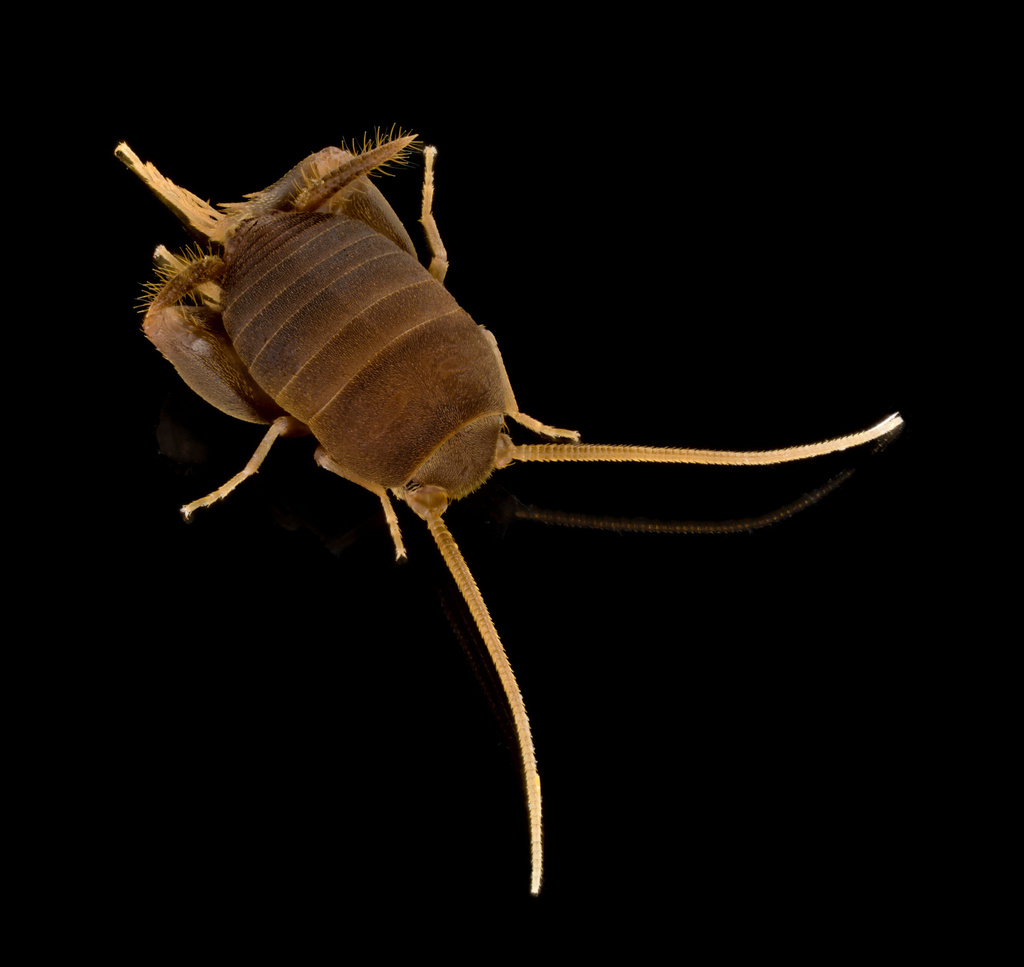 Myrmecophilini