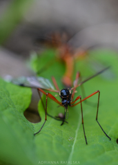 Tanyptera atrata