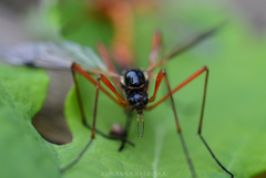 Tanyptera atrata