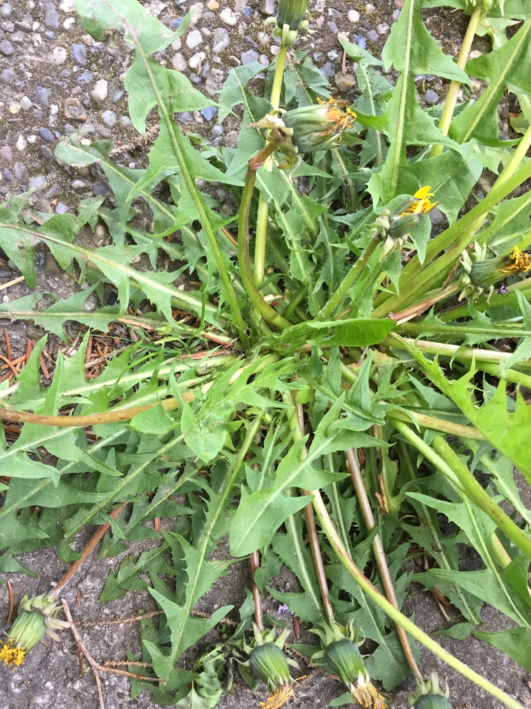 grey-bracted dandelion