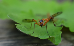 Tanyptera atrata
