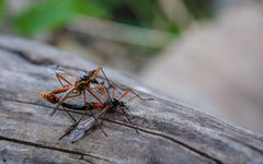 Tanyptera atrata