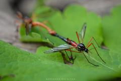 Tanyptera atrata