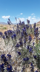 Psorothamnus arborescens