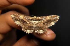 Coremecis nigrovittata