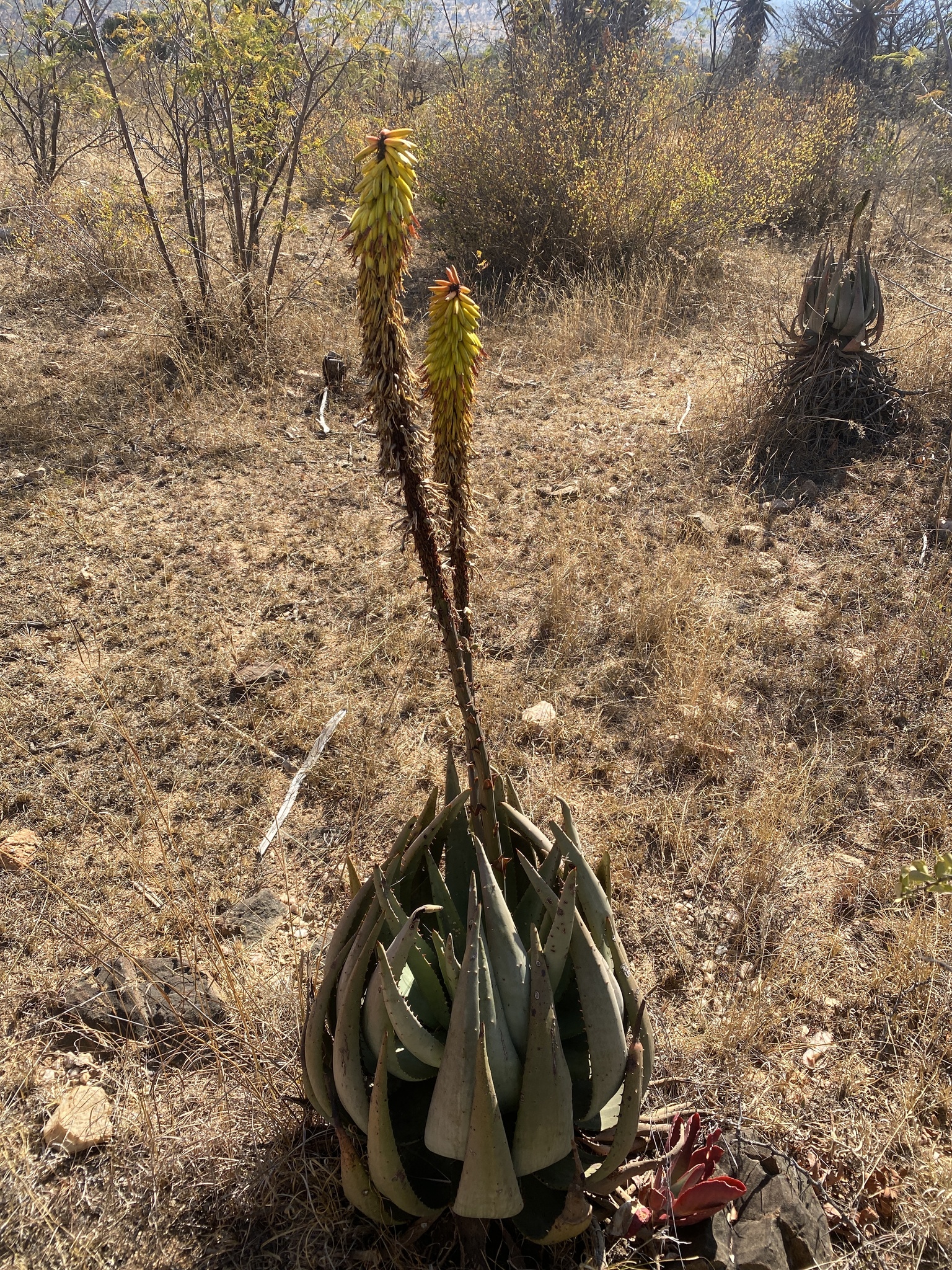 Imagem de Aloe espinhosa