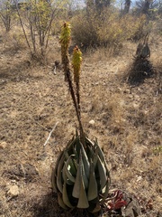 Aloe aculeata