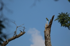 Poicephalus meyeri