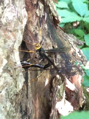 Megarhyssa atrata