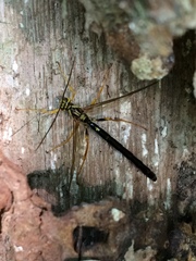 Megarhyssa atrata