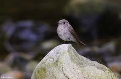 Muscicapa striata tyrrhenica