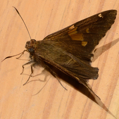 Epargyreus clarus