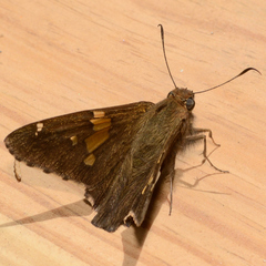 Epargyreus clarus