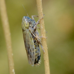 Graminella nigrifrons