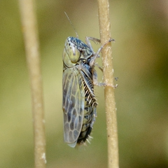 Graminella nigrifrons