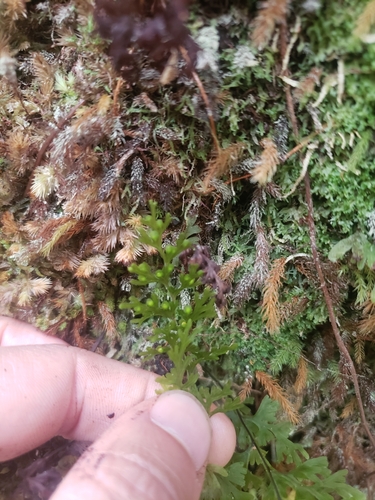 Image of Hymenophyllum recurvum by no rights reserved