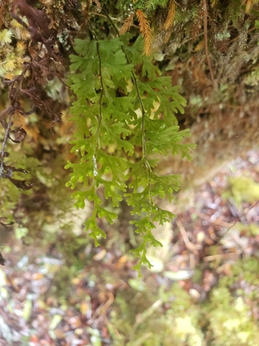 Image of Hymenophyllum recurvum by no rights reserved