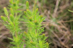 Veronica austriaca