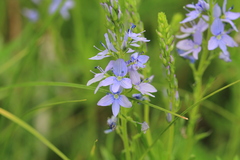 Veronica austriaca
