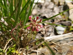 Trifolium reflexum