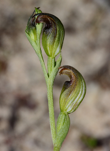 Dark Greenhood (Pterostylis nigricans)