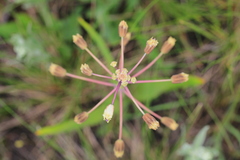 Bellevalia speciosa