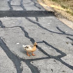 Anas platyrhynchos domesticus