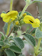 Phlomis lanata
