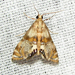 Petrophila bifascialis - Photo (c) kestrel360,  זכויות יוצרים חלקיות (CC BY-NC-ND)
