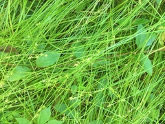Carex socialis