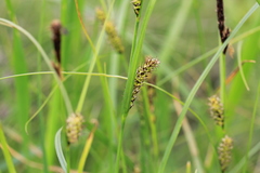 Carex melanostachya