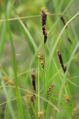 Carex melanostachya