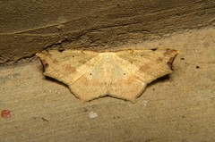 Pareclipsis gracilis