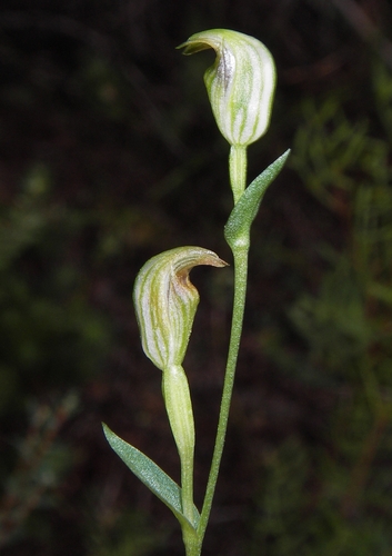 tiny greenhood (Pterostylis parviflora)