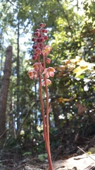 Pyrola aphylla