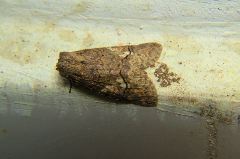 Antiphalera bilineata