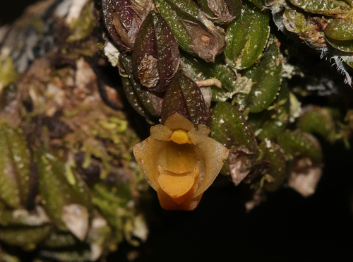 Sparkle Orchid (Dendrobium toressae)