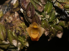 Dendrobium toressae