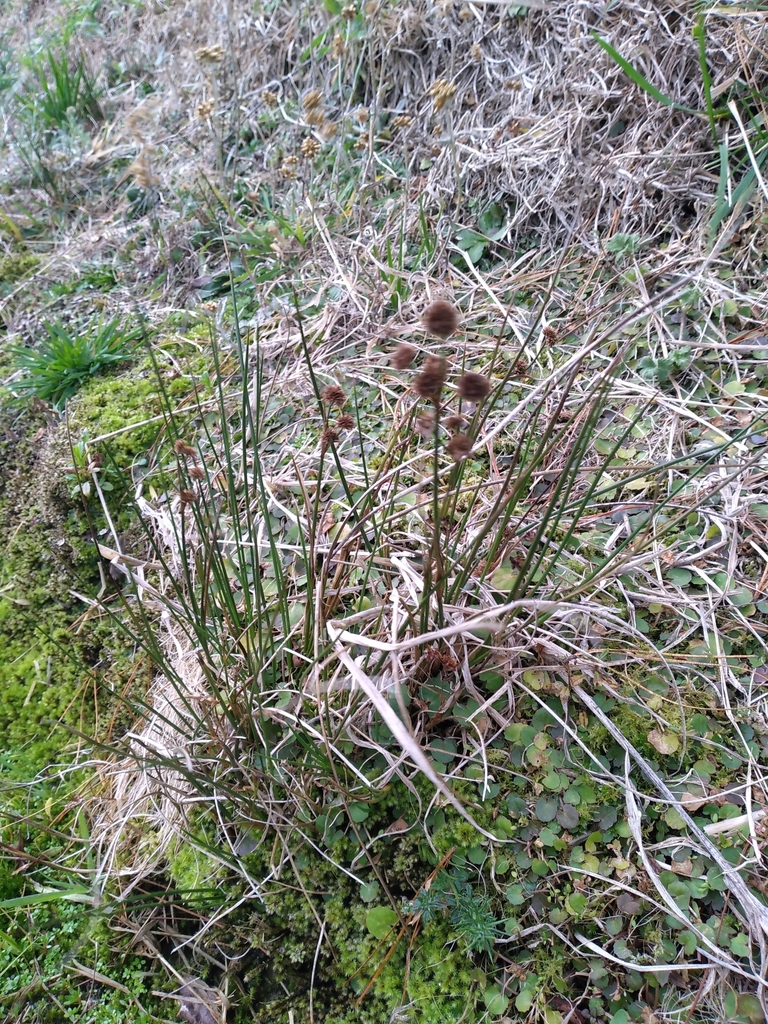 Juncus densiflorus (Juncus densiflorus)
