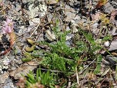 Astragalus distortus